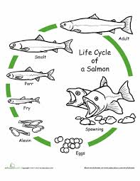Color The Life Cycle Salmon Worksheet Education Com Animal Life Cycles Life Cycles Cycle For Kids