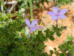 Image result for Barleria macrostegia