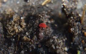 Image result for red mite