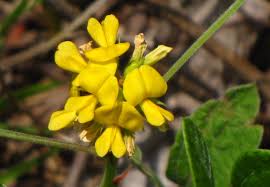 Image result for Rhynchosia totta