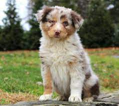 Hope to talk to you soon! Australian Shepherd Puppies For Sale Greenfield Puppies