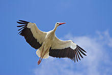 Allerdings ist traditionell die beliebteste zeit. Weissstorch Wikipedia