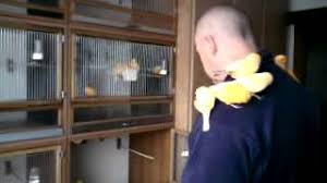 The norwich canary was brought to norwich, england by flemish refugees over 300 years ago where the canary became very popular and eventually took on the name of the town. Vivariums Birds Guide Norwich Canary Tropical Hobbies