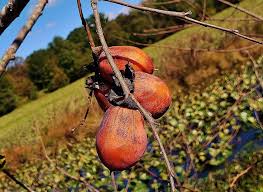 Image result for Diospyros mweroensis