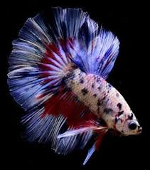 Pin By Kc Lai On Betta Splendens Betta Fish Betta Fish
