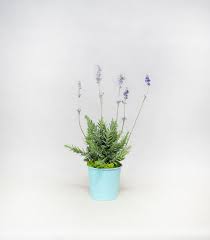 pin by ivan伊凡花艺on 多肉植物 home decor decor plants