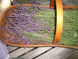 These flowers prevent the damage of optic nerve and decrease the intraocular pressure of the eyes. French Dried Lavender Long Stems Lavender Green