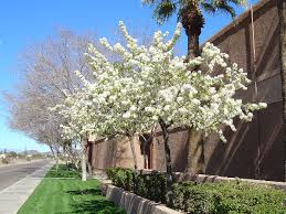 Amwua's plant pages also offer practical. Deciduous Small Trees Archives Ponseti Landscaping
