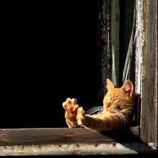 Nie No Znowu Krzywo Mi Je Przyciela Cat Kitten Kitty Meow Catstagram Instacat Catofinstagram Cato Hayvan Fotografciligi Yavru Kediler Hayvanlar