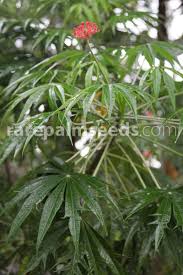 Image result for Jatropha multifida