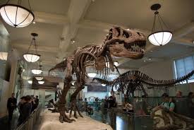 Visit New York City S American Museum Of Natural History From Home Travel And Exploration Discovery