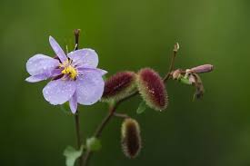 Image result for Clappertonia ficifolia