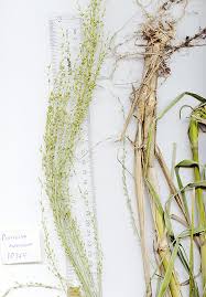 Image result for Panicum maximum