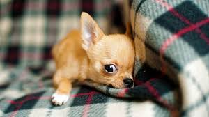 The chihuahua weight chart is ©colonel v. Chihuahua Growth Weight Chart Everything You Need To Know Pawlicy Advisor