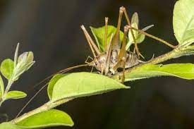 Camel crickets have powerful hind legs, which enable them to jump several feet to quickly flee predators. How To Get Rid Of Camel Crickets Save Your Home Pestkilled