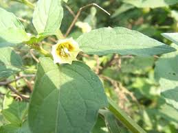 Image result for Physalis lagascae