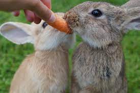 Colchester Pet Shop Jollyes Bans Sale Of Rabbits Over Easter Gazette