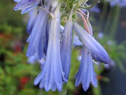 Image result for Agapanthus inapertus
