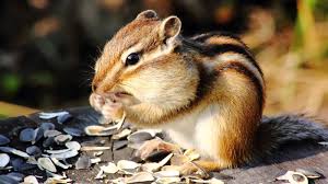 Filling in a hole with dirt might seem like the obvious solution, but chipmunks (or other critters) may still reclaim the burrow and reopen the hole. How To Easily Get Rid Of Chipmunks From Your Yard Or Garden