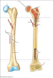 Long bones are those that are longer than they are wide. Unlabeled Long Bone Diagram Quizlet
