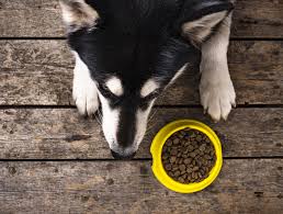 Canidae pure limited ingredient dry food. Is Grain Free Food Good Or Bad For Dogs Vital Essentials
