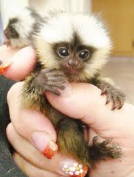 We did not find results for: 100 Finger Monkey Ideas Finger Monkey Animals Animals Beautiful