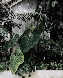 2 618 Likes 37 Comments Absinthemindedmagazine On Instagram Last Light Zero 7 Feat Jose Gonzale Instagram Photography Halloween Artwork Plant Leaves