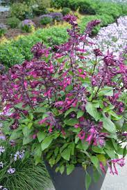 Pin On Salvias