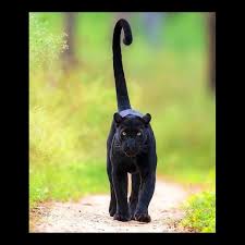 Iainrenwick Pa Instagram This Is Called Cat Itude The Amazing Diversity Of Nature And Some Of Its Most E Animals Animals Wild Animals Beautiful