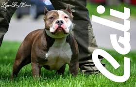 If you are looking for bully puppies for sale, we have the highest quality xl puppies with size, mass, head,… by visiting our site, you agree to our privacy policy regarding cookies, tracking statistics, etc. American Bully For Sale Michigan