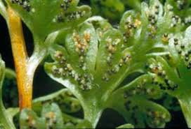 Image result for Samanea leptophylla