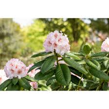 Für den optimalen start sind jedoch einige kleinigkeiten beim pflanzen des. Rhododendron Hybr Simona Pflanzen Fur Dich De 15 95