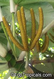 Image result for Cecropia