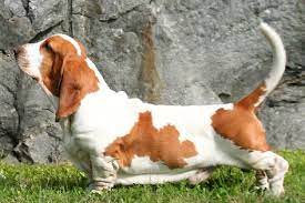 Basset Hound Wikipedia