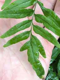 Image result for Lindsaea ensifolia