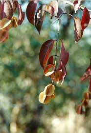 Image result for Combretum celastroides