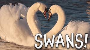 Listen to swans | soundcloud is an audio platform that lets you listen to what you love and share the sounds you create. Swans Swan Facts For Kids Youtube