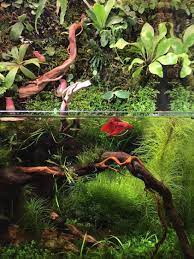 Episode 55 James Wong S Houseplants Part One Jane Perrone Betta Aquarium Nano Aquarium Aquascape Aquarium