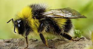 Where do bees go in the winter? Carpenter Bees Pollinators Or Pests Farmers Almanac