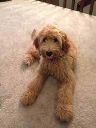 Face Trim Double Doodle Double Doodle Dog Double Doodle Doodle Dog
