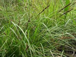 Image result for Carex cognata