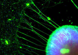 Cranial nerve nuclei red nucleus substantia nigra. Brain In A Dish Babies By Design What It Means To Be Human