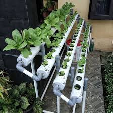 8 Grosste Auswahl Von Schnell Wachsenden Wasserkulturanlagen Pflanzen Greenhouse Gardening Plants Hydroponic Plants