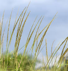 Image result for Sporobolus africanus