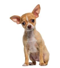 A full grown teacup chihuahua can be as small as 2 to 3 pounds. Is My Dog A Full Blooded Chihuahua Thriftyfun