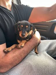 Haru (@haru.aussie.doxie) | TikTok