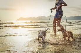 Global pet foods is canada's healthy choice for pets!! Proseries Ultra Health Pet Food