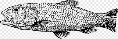 Adalah spesis ikan air tawar yang berasal dari benua afrika. Tilapia Tyrannosaurus Cretaceous Fish Ikan Makanan Laut Hewan Png Pngegg