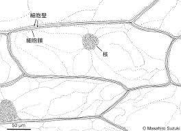 タマネギの表皮細胞の観察