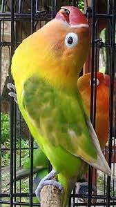 Bisa juga dari perawatan harian lovebird dari pemiliknya dan bisa juga memang lovebird tersebut memiliki genetik ngekek panjang. Ciri Ciri Lovebird Ngekek Panjang Dari Fisiknya Lengkap Binatang Peliharaan